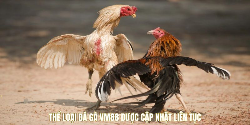 Thể loại đá gà VM88 update liên tục