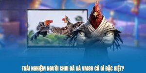 Trải nghiệm đá gà VM88 có gì đặc biệt?